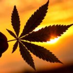 Regulación de cannabis: ¿en dónde estamos entonces?