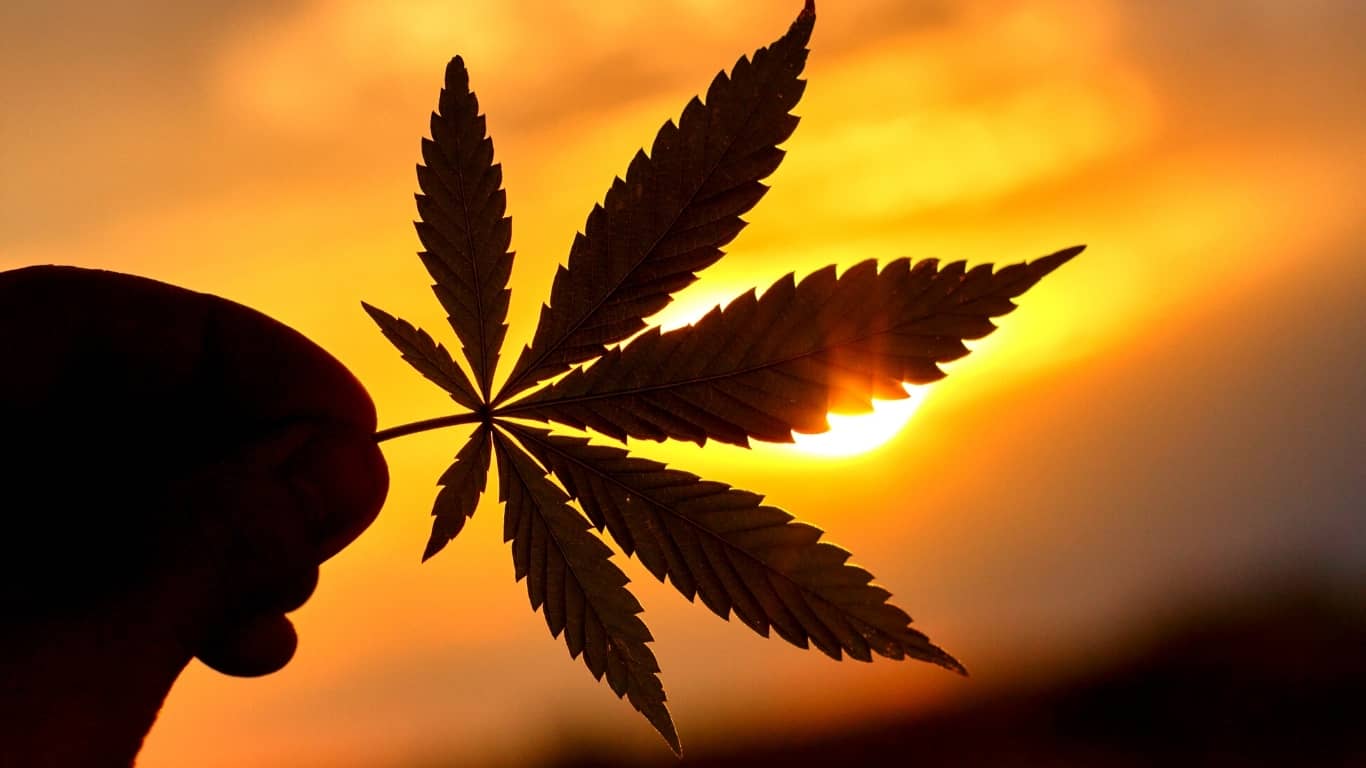 Regulación de Cannabis, ¿en qué vamos hasta el momento?