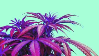 Qué es la cannabis y cuáles son sus tipos o características