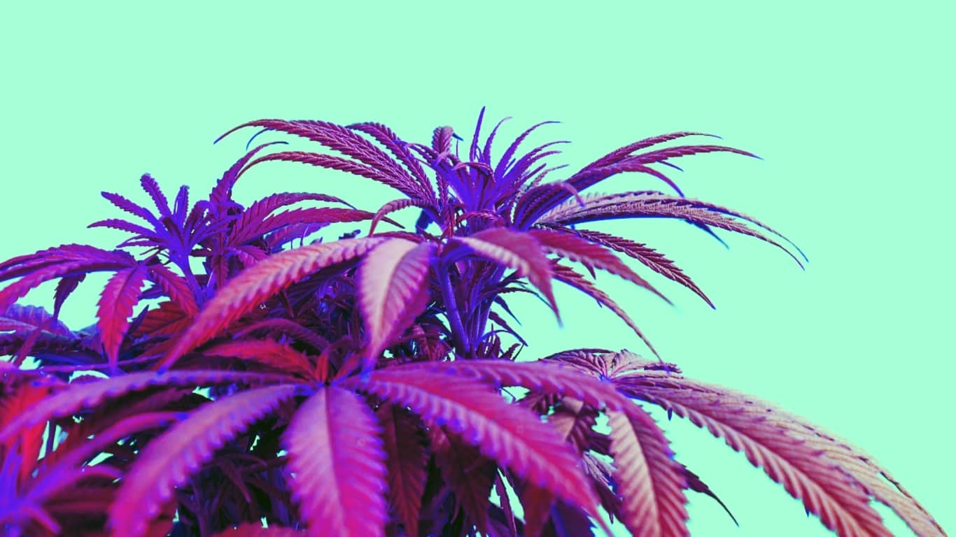 ¿Qué es la cannabis y cuáles son sus tipos?