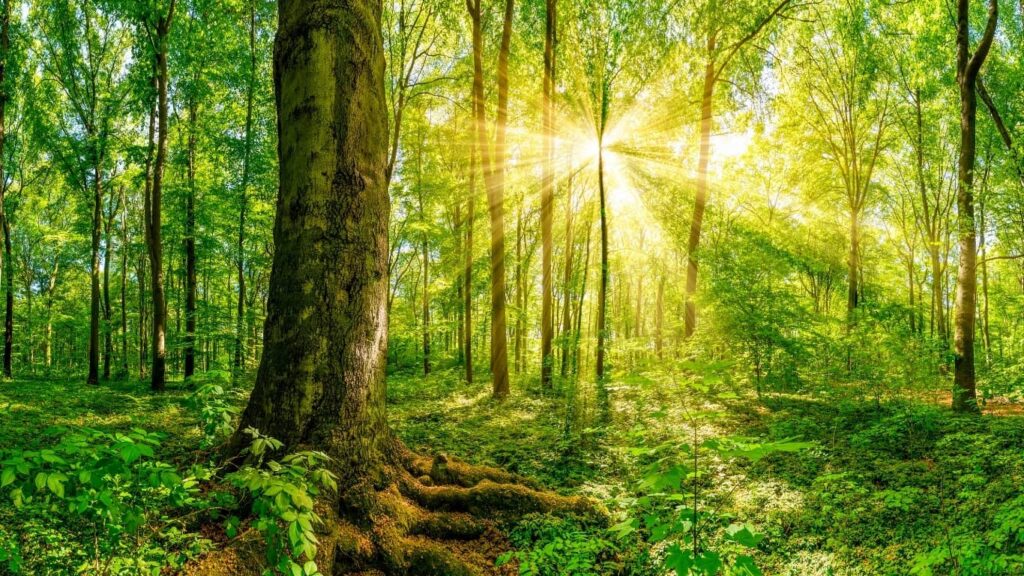 Sueño con un lugar llamado el bosque de las ánimas.