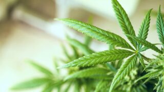 Historia de la cannabis: planta milenaria. De la vida a la muerte