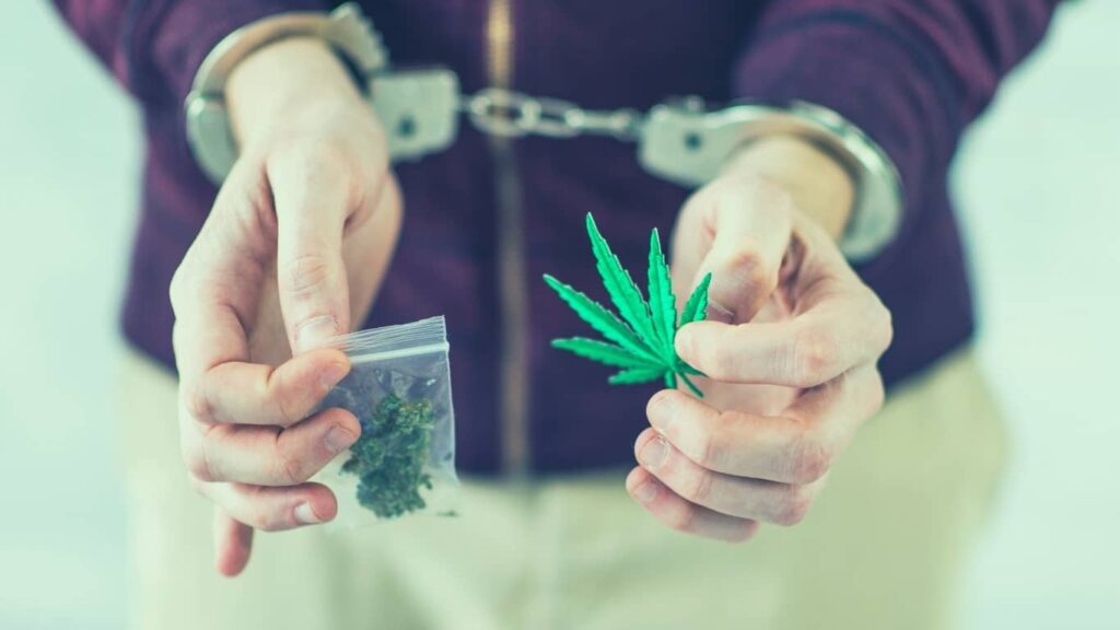 ¿Cuándo y por qué comenzó la prohibición de la marihuana?