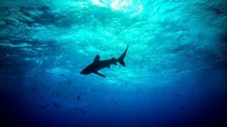 Tiburones surfean en las olas para conservar energía