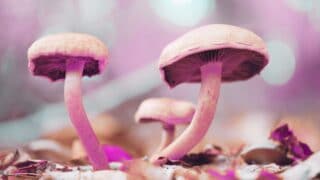 Cómo se clasifican los hongos y cómo ayudan a las plantas