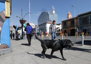 Don Alonso, el perro que viaja solo en el transporte público